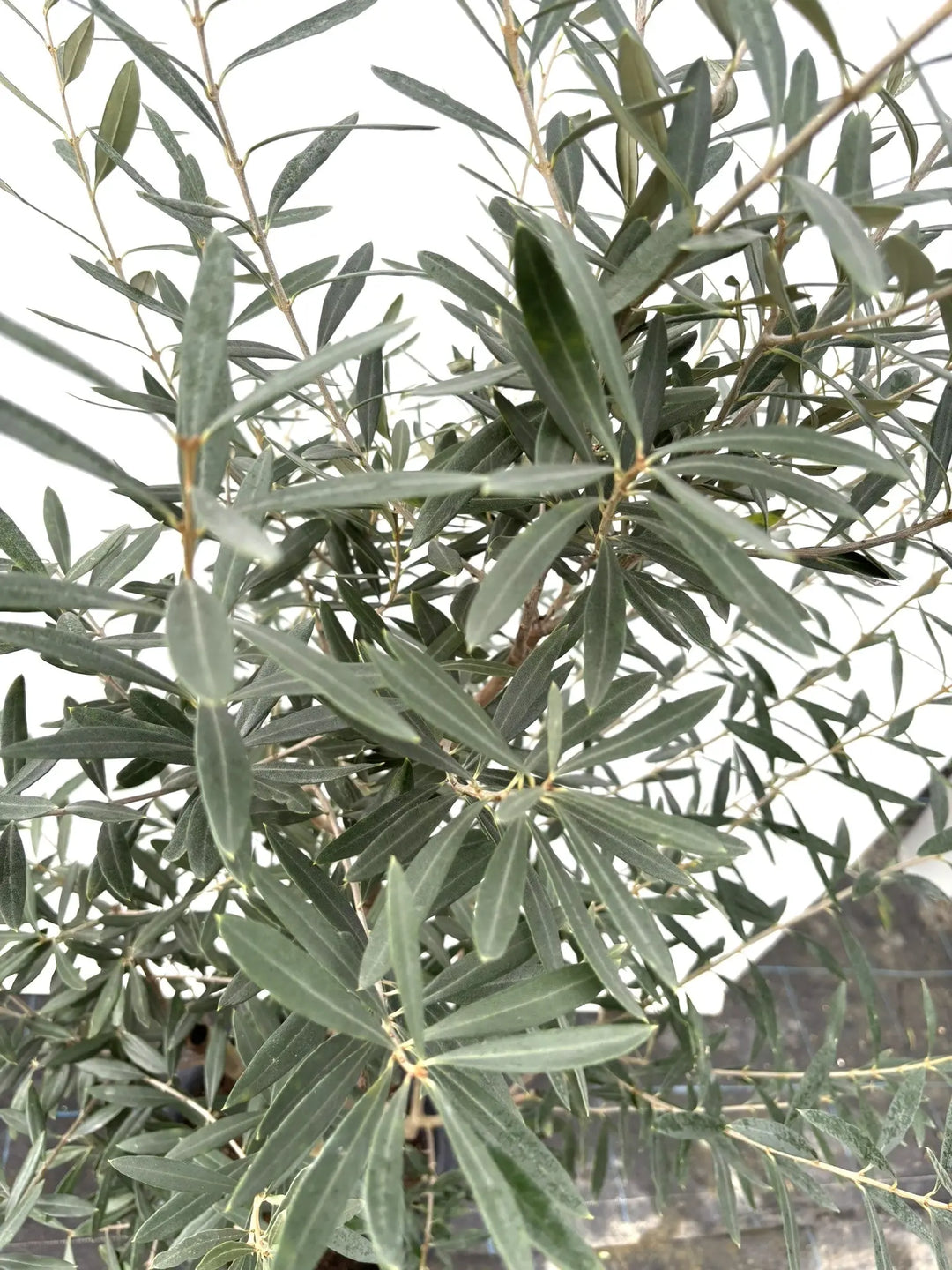 シプレシーノ Lサイズ 約160cm K-43 オリーブの木 - 株式会社鶴亀園