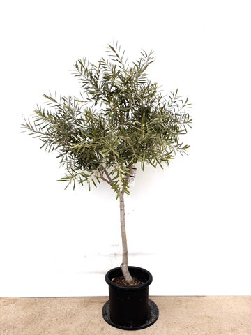 NEWワッガベルダル（オリーブの木）｜Lサイズ｜K-430｜約170cm｜希少・銀葉・開帳型