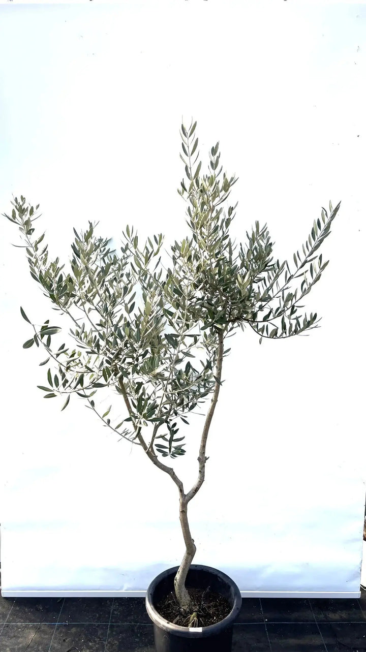 レッチーノ Lサイズ 約170cm K-46 オリーブの木 - 株式会社鶴亀園