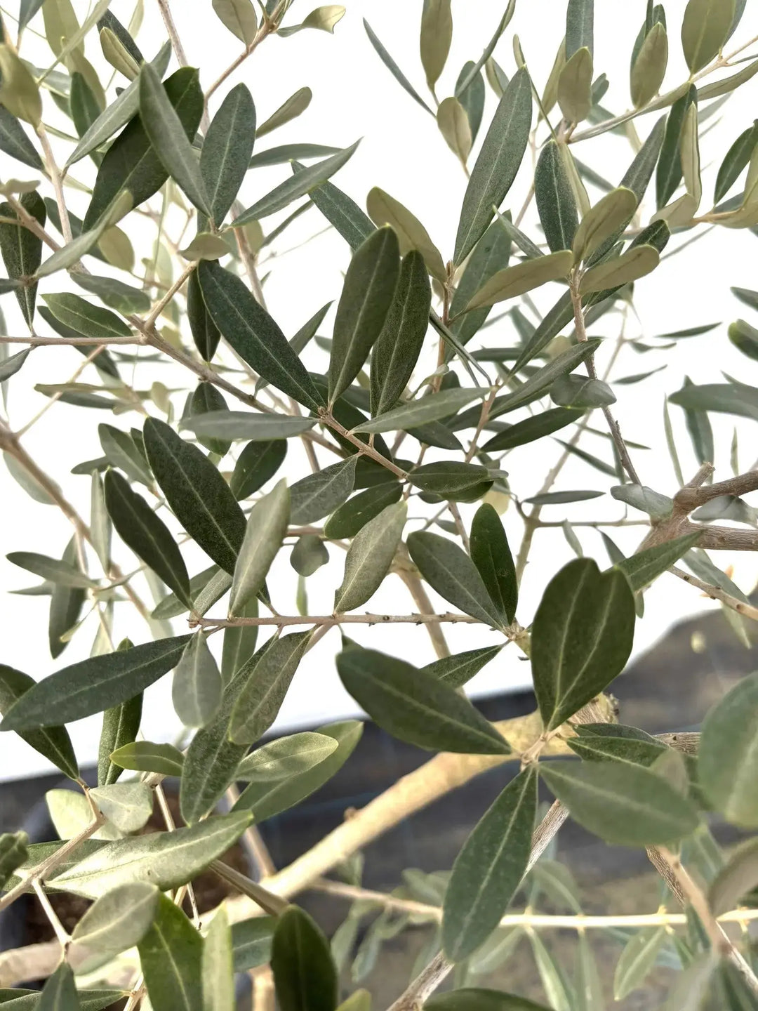 オリーブの木　レッチーノ レッチーノ Lサイズ 約170cm K-46 オリーブの木 - 株式会社鶴亀園