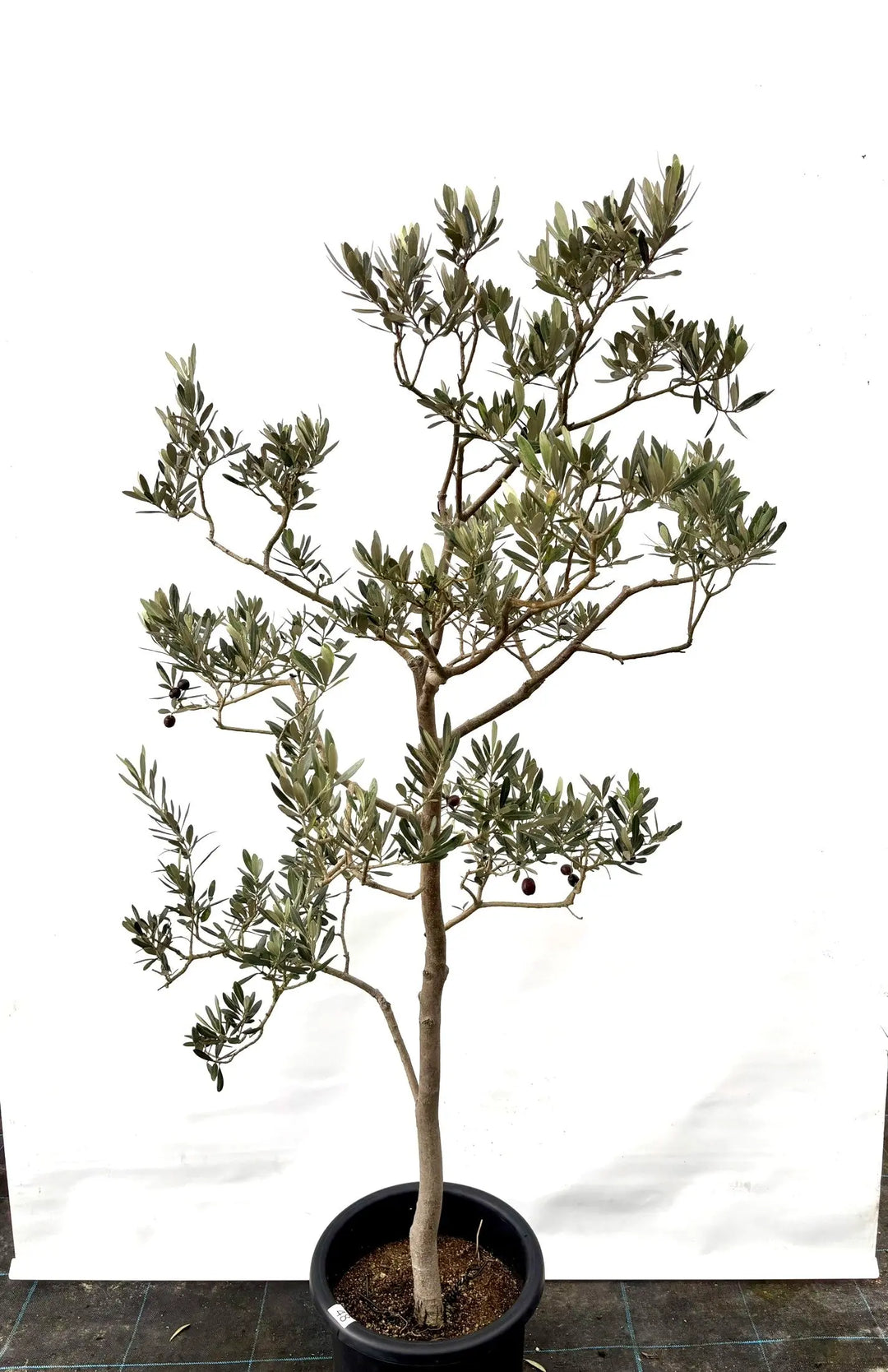 オリーブの木 観葉植物 オリーブの木 8号 コロネイキ ライム ドゥオ
