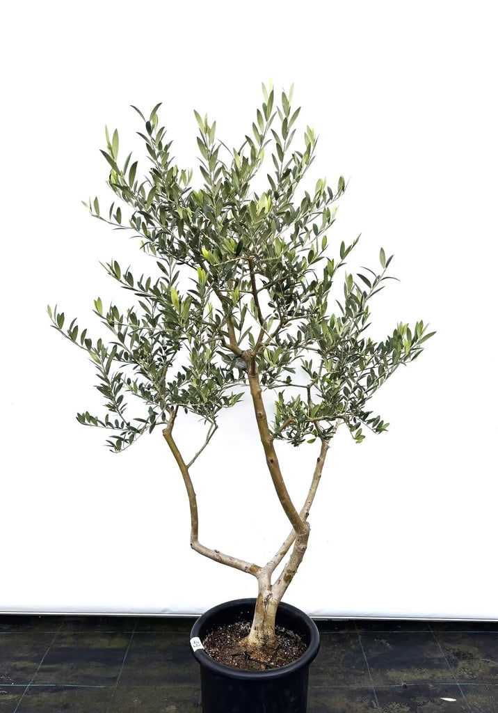 アーベキーナ（オリーブの木）｜Mサイズ｜K-49｜約130cm｜人気