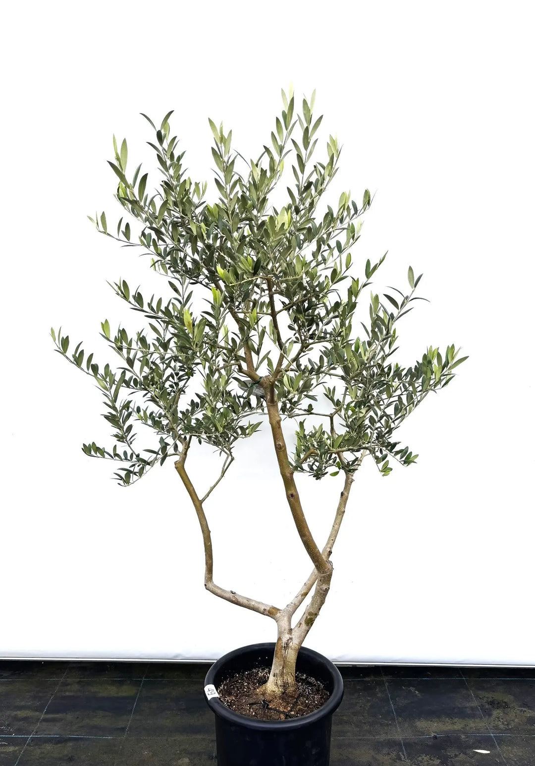 オリーブの木 アメリカン 5号 約85cm NO.843 希少品種 現品掲載 オリーブの
