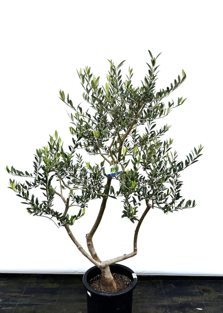 オリーブの木,植物/観葉植物アルベキーナ『花芽ギッシリ　約185㌢綺麗な樹形』 オリーブの木,植物/観葉植物アルベキーナ『花芽ギッシリ 約185