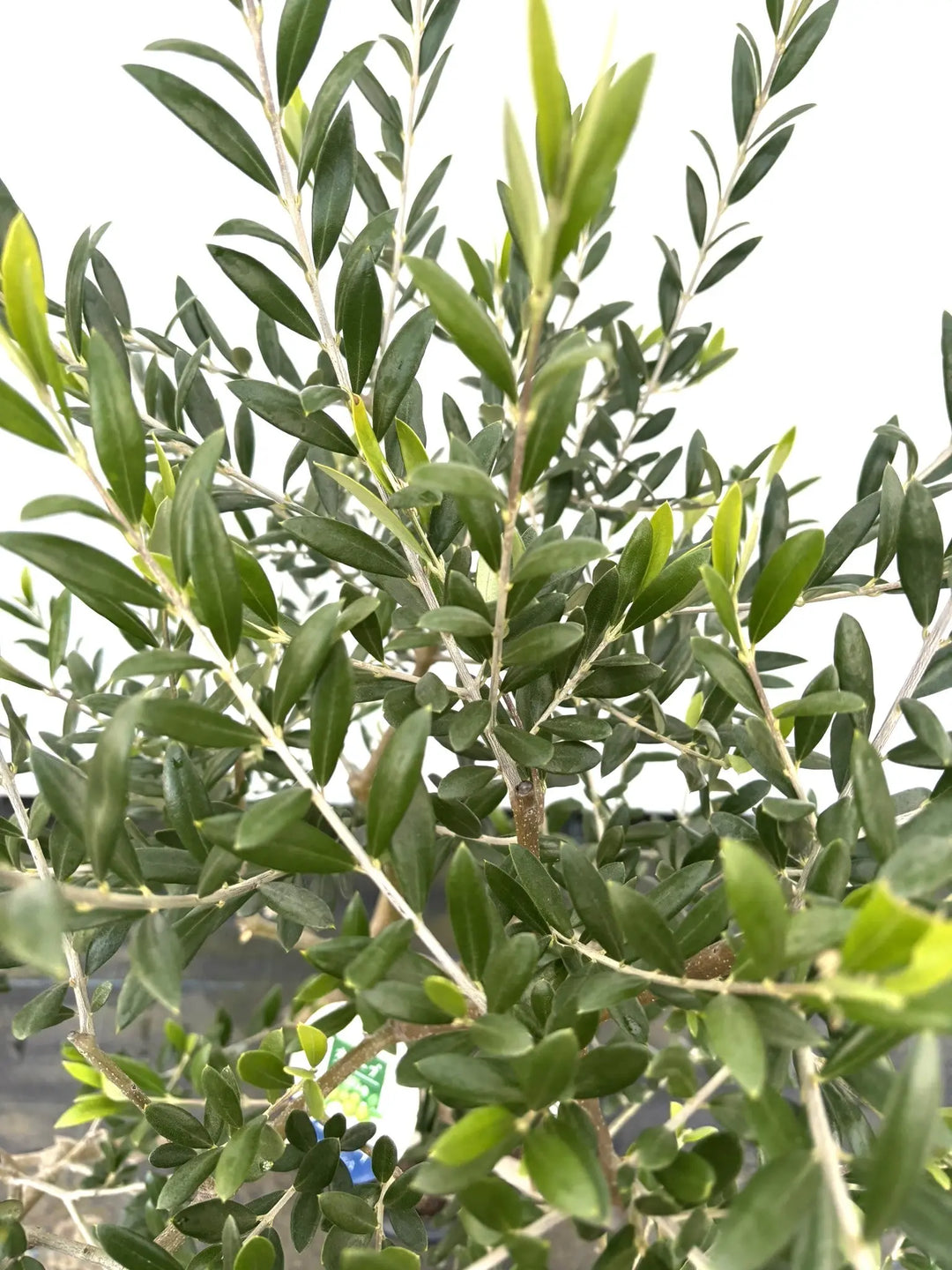 アーベキーナ（オリーブの木）｜Mサイズ｜K-49｜約130cm｜人気・家庭