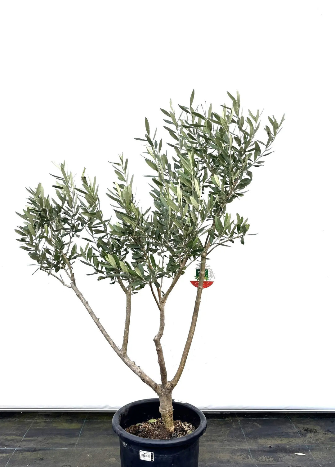オリーブの木　盆栽風　シプレシーノ　9号　約100cm　NO.599　人気品種 オリーブの木 盆栽風 シプレシーノ 9号 約100cm NO.599 人気品種