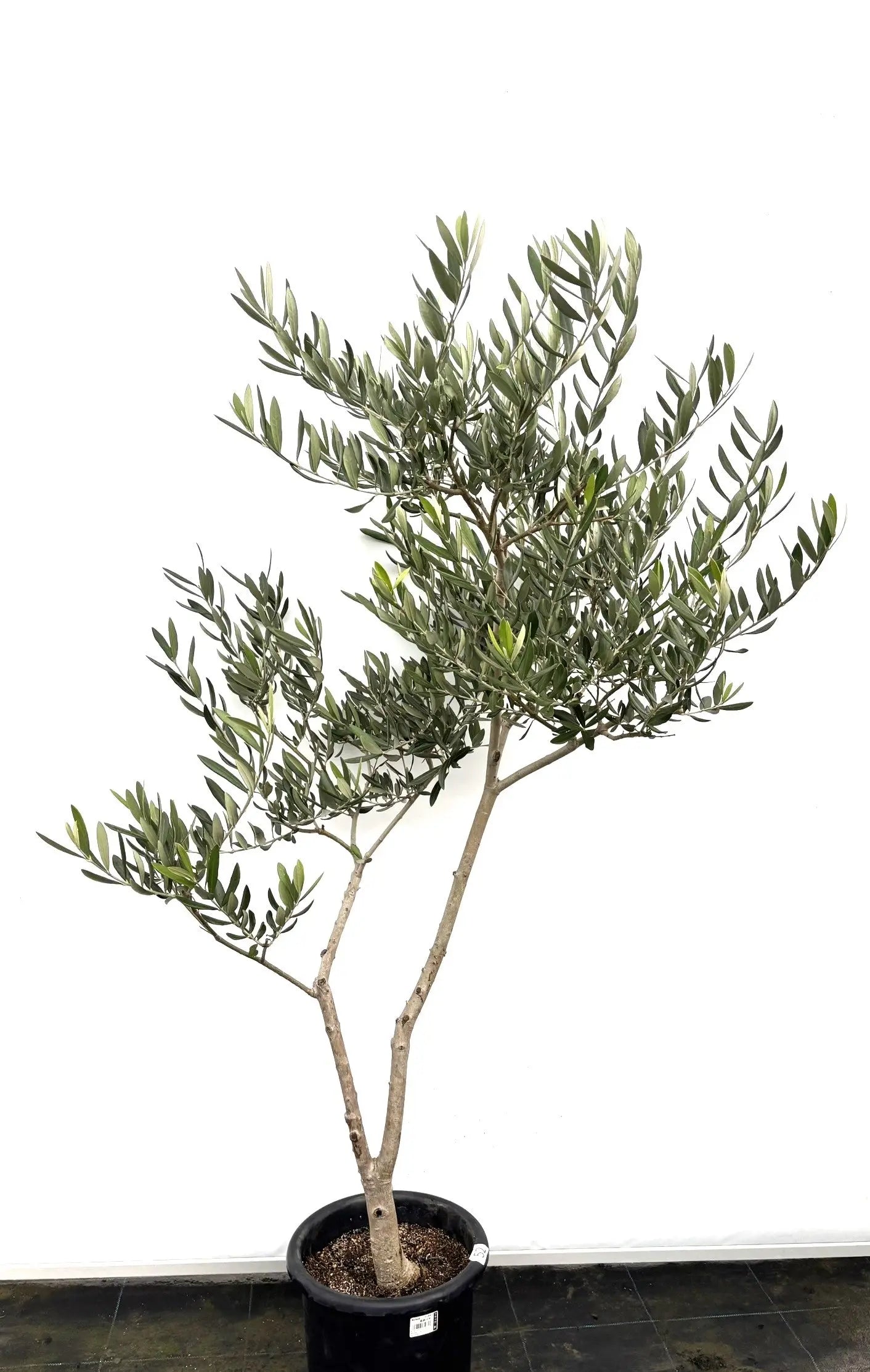 ブラックイタリアン Mサイズ 約140cm K-52 オリーブの木 - 株式会社鶴亀園