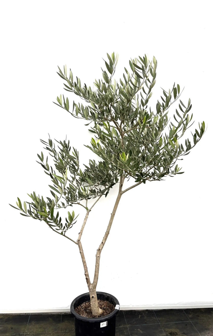 ぷりん　オリーブの木　アメリカン　太幹　植物 SSK3 フラワー・ガーデニング オリーブの木 アメリカン 太幹 植物