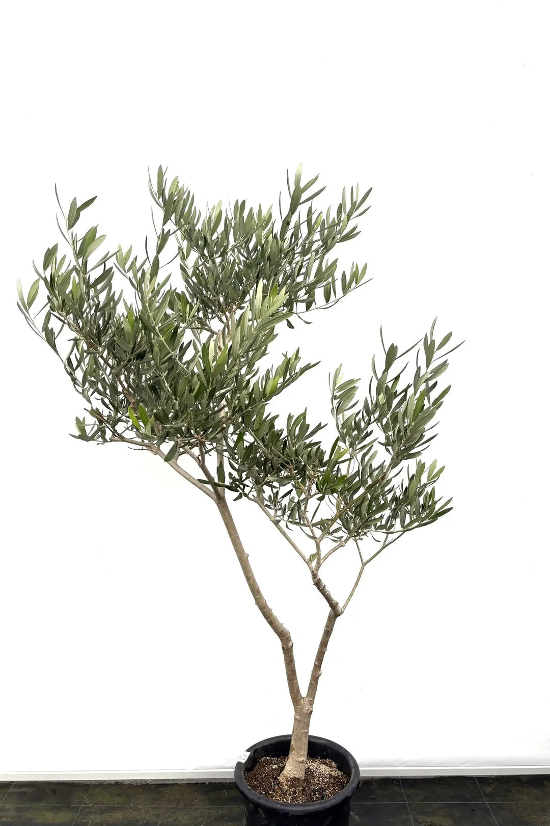 オリーブの木　ブラックイタリアン　10号　約150cm　K-80一点物　希少品種 ブラックイタリアン Mサイズ 約140cm K-52 オリーブの木 - 株式会社鶴亀園