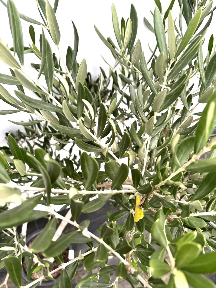 ブラックイタリアン Mサイズ 約140cm K-52 オリーブの木 - 株式