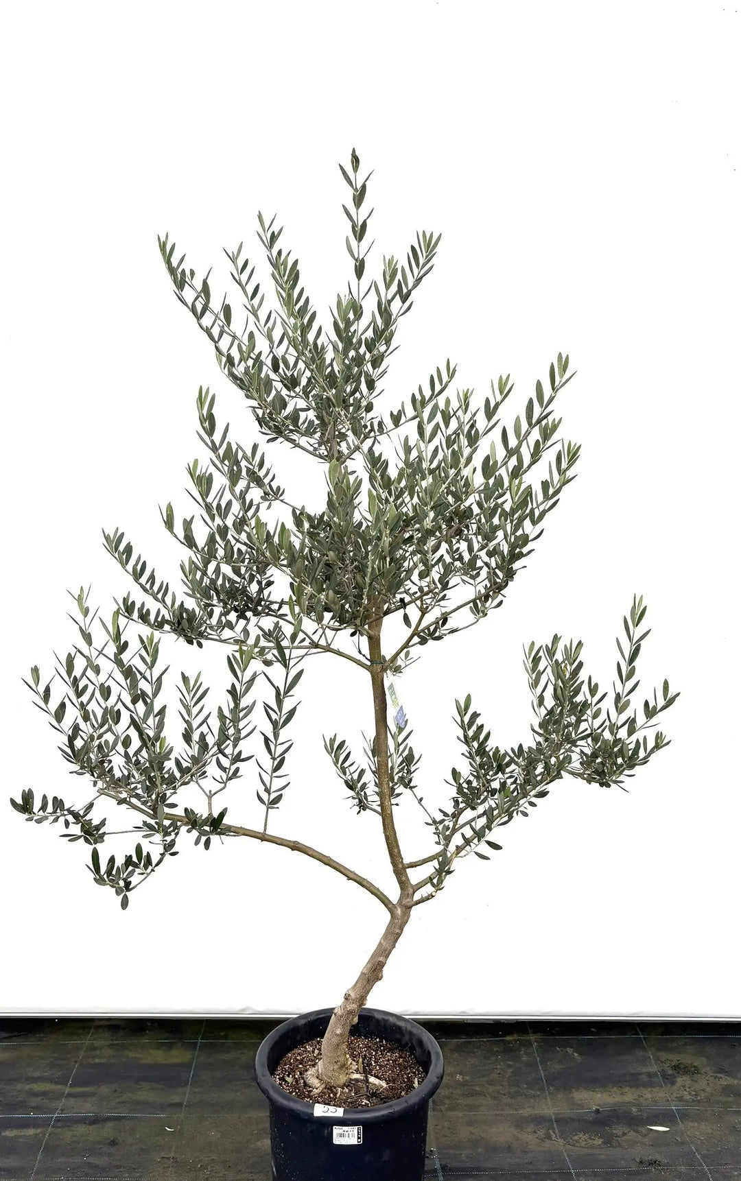 マンザニロ Mサイズ 約150cm K-53 オリーブの木 - 株式会社鶴亀園