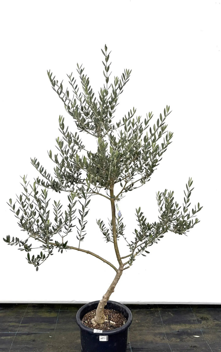 マンザニロ Mサイズ 約150cm K-53 オリーブの木 - 株式会社鶴亀園
