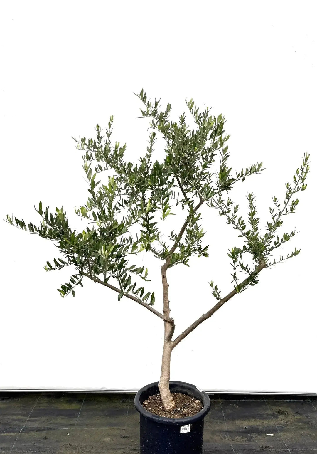 オリーブ　ペンドリノ　太幹　植物　インテリア 現品］☆一点限り☆ 52番 創樹 オリーブ ペンドリノ 8号 観葉