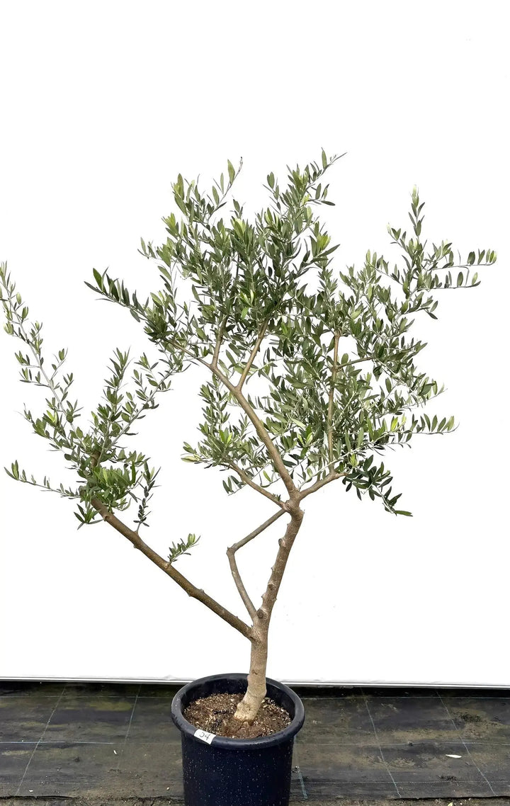 ペンドリノ Mサイズ 約120cm K-54 オリーブの木 - 株式会社鶴亀園
