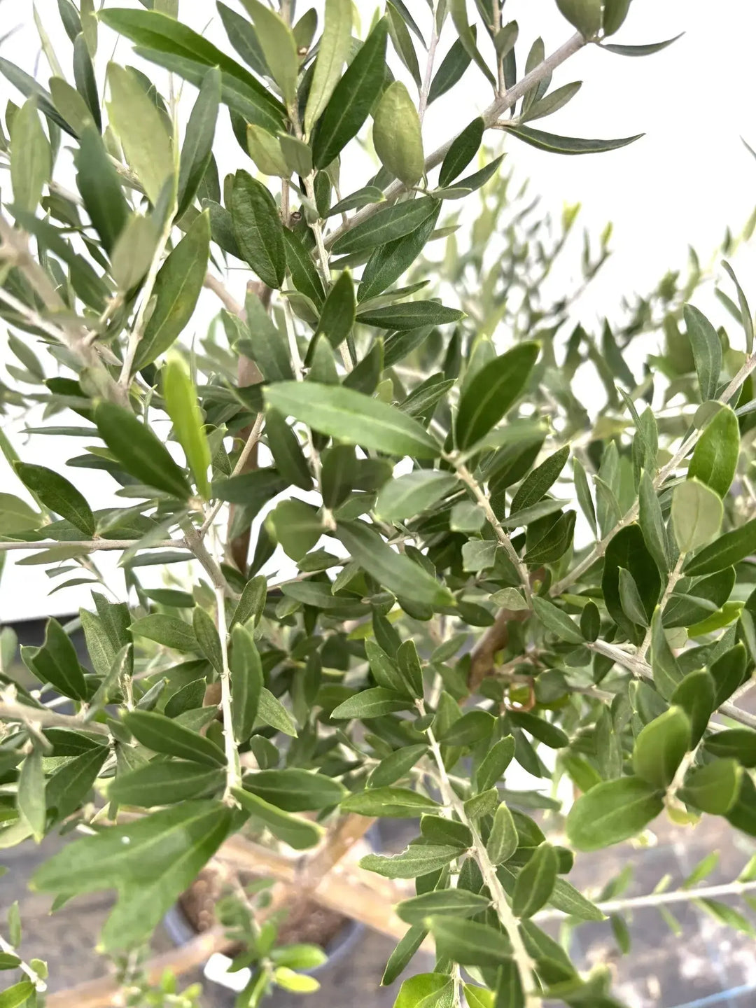 K-54-3_1080x.jpg?v=1745841113