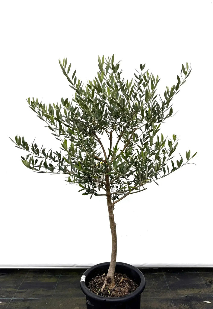 オリーブの木　ネバティロブランコ 法人限定】ネバディロブランコ（オリーブの木）｜XL｜NO.1843｜約210cm