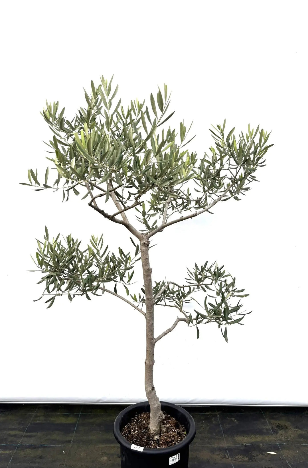 マウリィーノ Mサイズ 約140cm K-57 オリーブの木 - 株式会社鶴亀園