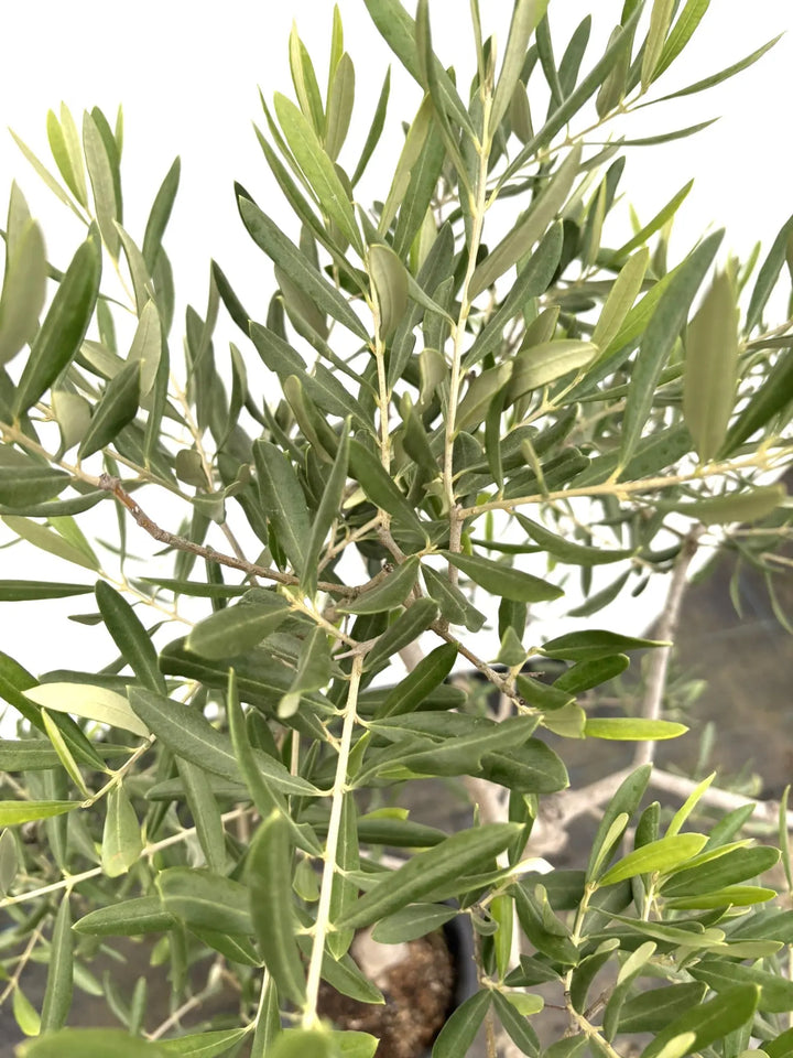 マウリィーノ Mサイズ 約140cm K-57 オリーブの木 - 株式会社鶴亀園