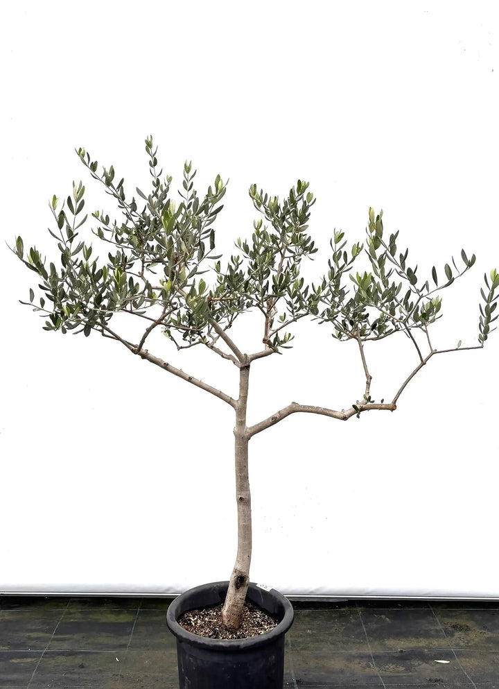 オリーブの木　コレッジョラ　セラアート鉢 観葉植物 オリーブの木 8号 コレッジョラ フォレスト トール