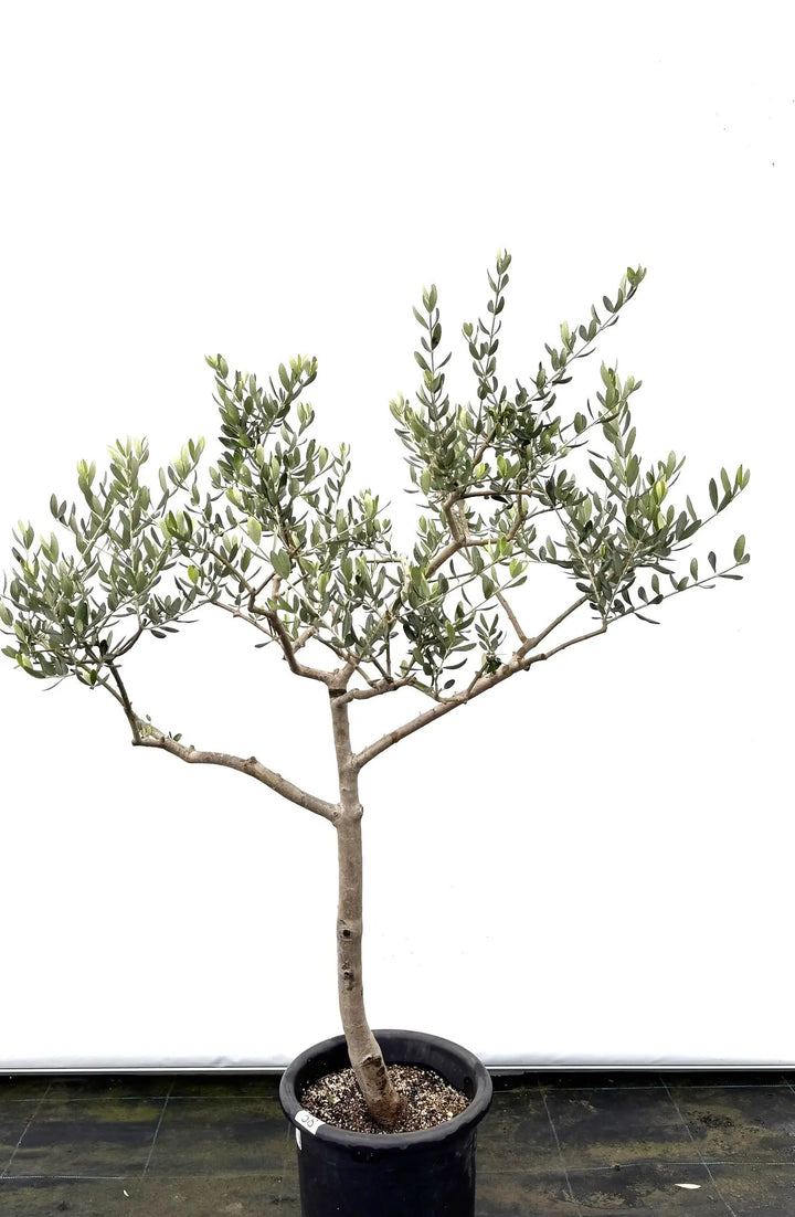 オリーブの木 観葉植物 オリーブの木 10号 チプレッシーノ Eco Stone（エコ