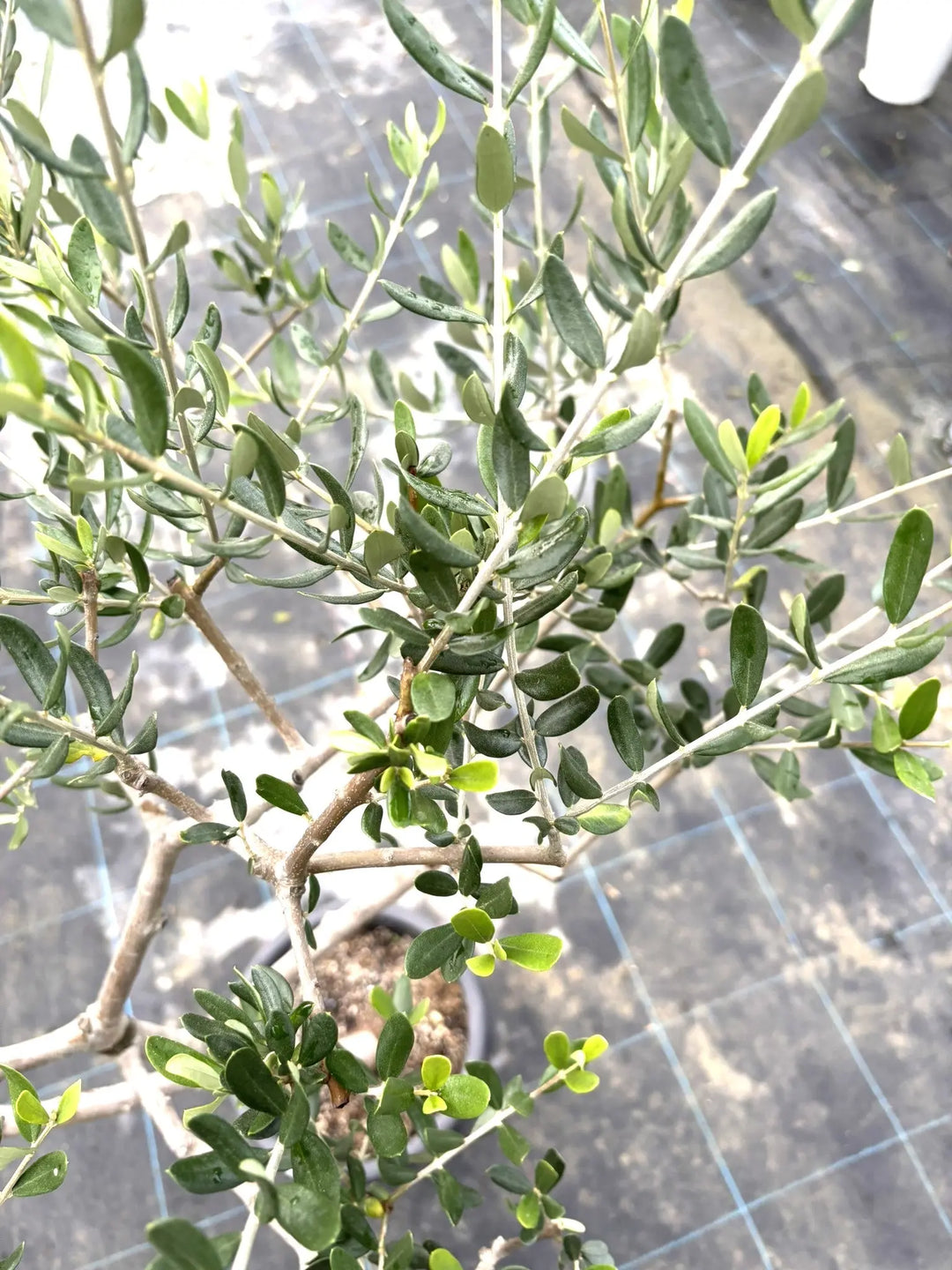 オリーブの木　コレッジョラ　10号　約70cm　K-232　現品掲載　古木 オリーブの木 コレッジョラ 10号 約70cm K-232 現品掲載 古木