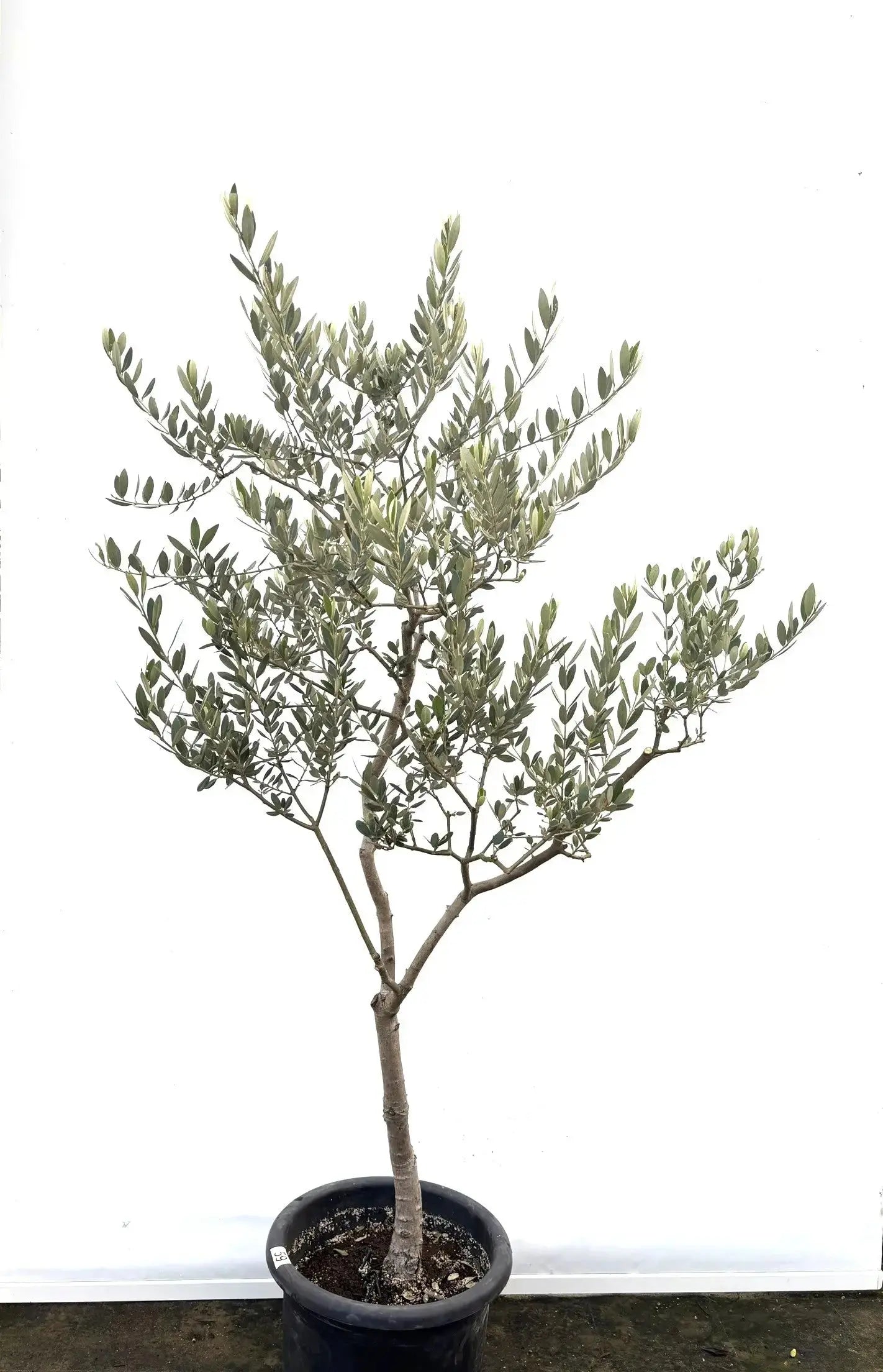 ぷりん　オリーブの木　アメリカン　太幹　植物 オリーブの木 アメリカン 太幹 植物
