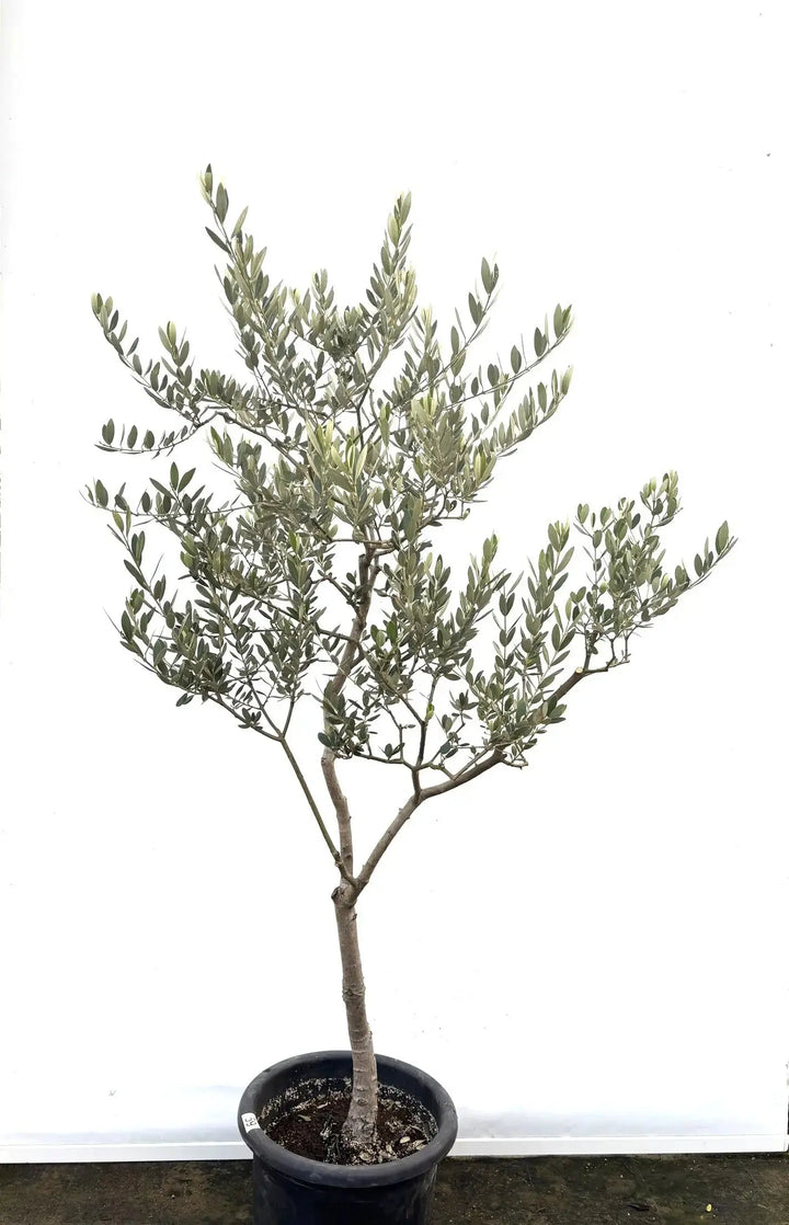 K-59-2_720x.jpg?v=1744201862