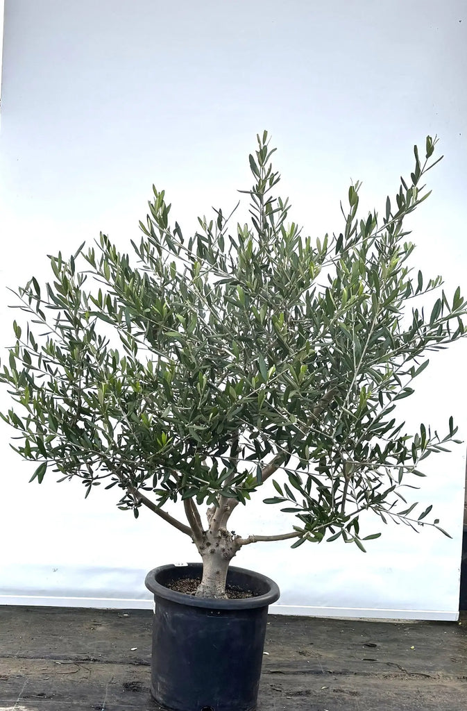 K-60-2_1024x1024.jpg?v=1734327395