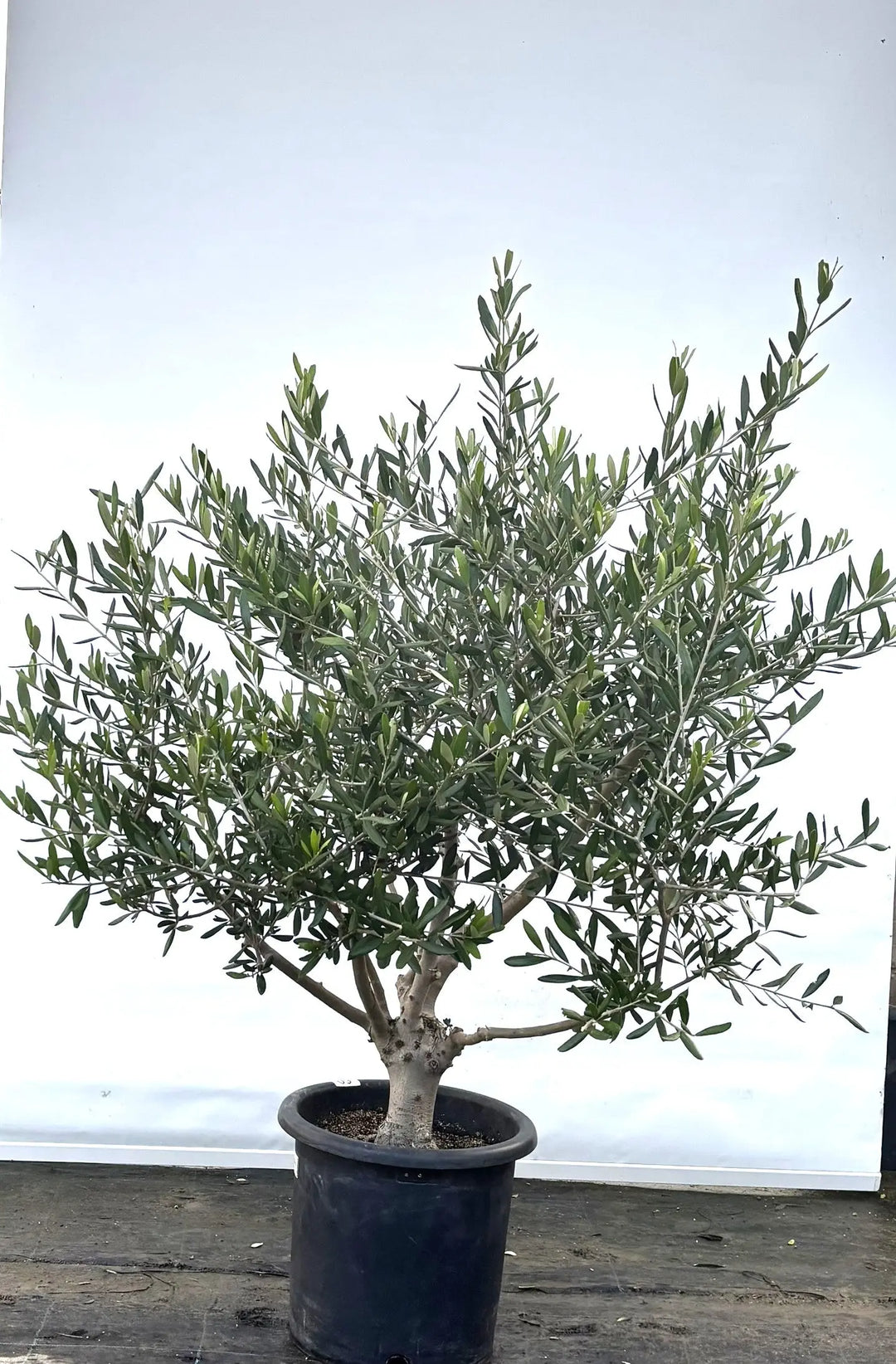 K-60-2_1080x.jpg?v=1734327395