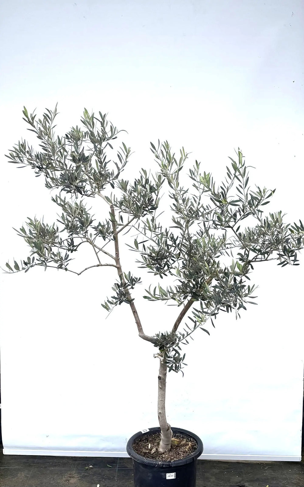 オリーブの木（全商品）｜写真の木をそのままお届け［現品販売］｜鶴亀