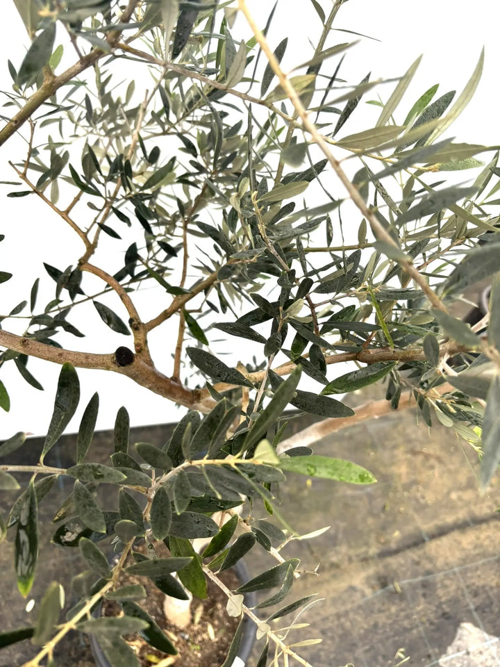 ペンドリノ Lサイズ 約170cm K-62 オリーブの木 - 株式会社鶴亀園