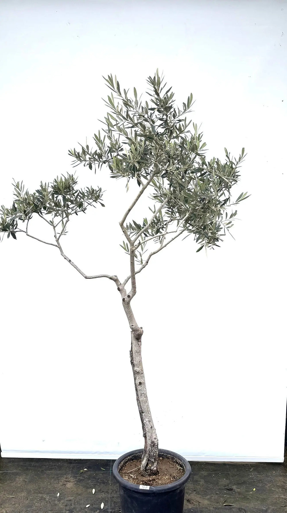 オリーブの木（全商品）｜写真の木をそのままお届け［現品販売］｜鶴亀