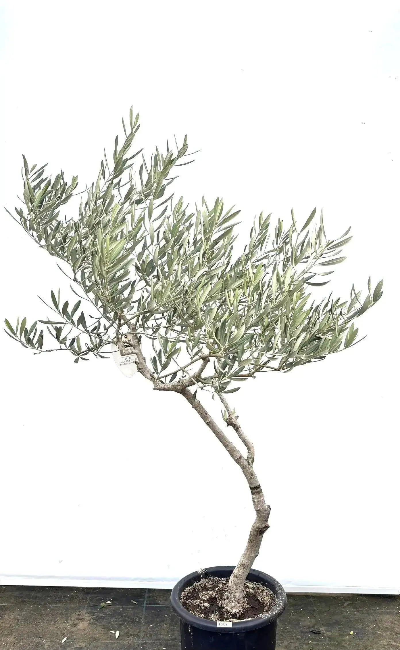 ブラックイタリアン Lサイズ 約160cm K-66 オリーブの木 - 株式会社鶴亀園