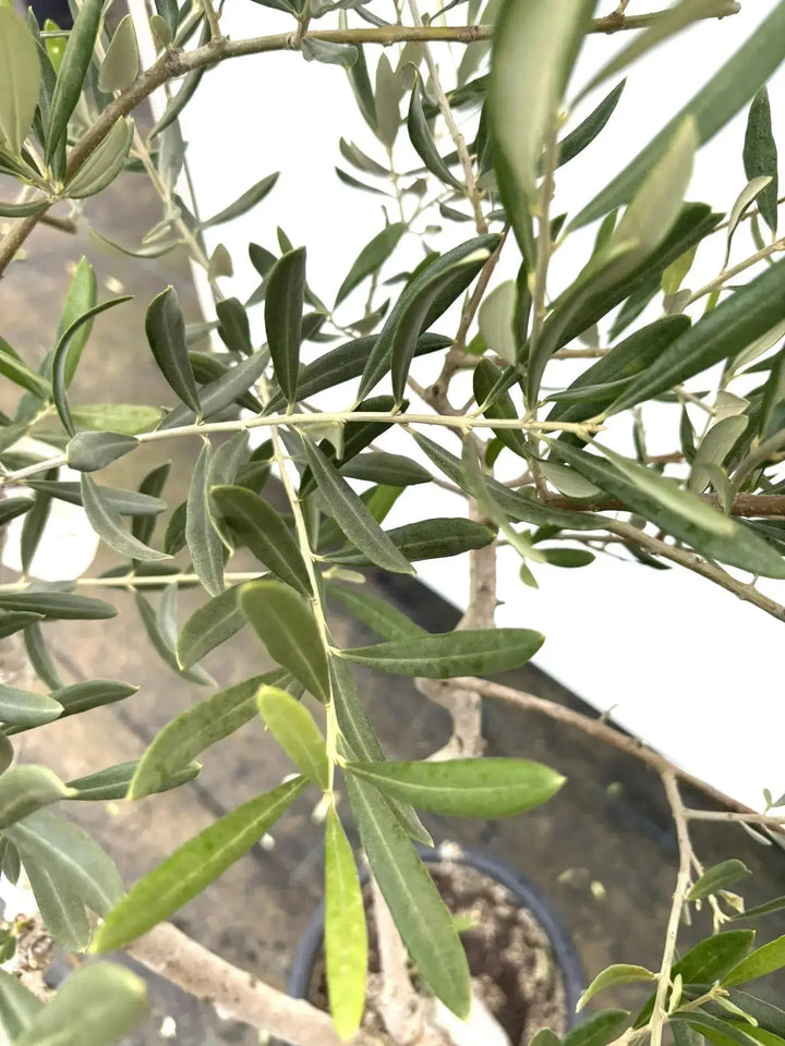 オリーブの木　ブラックイタリアン　6号　80cm　NO.170　希少品種　観葉 希少・直立型】ブラックイタリアン（オリーブの木）〈オイル向き