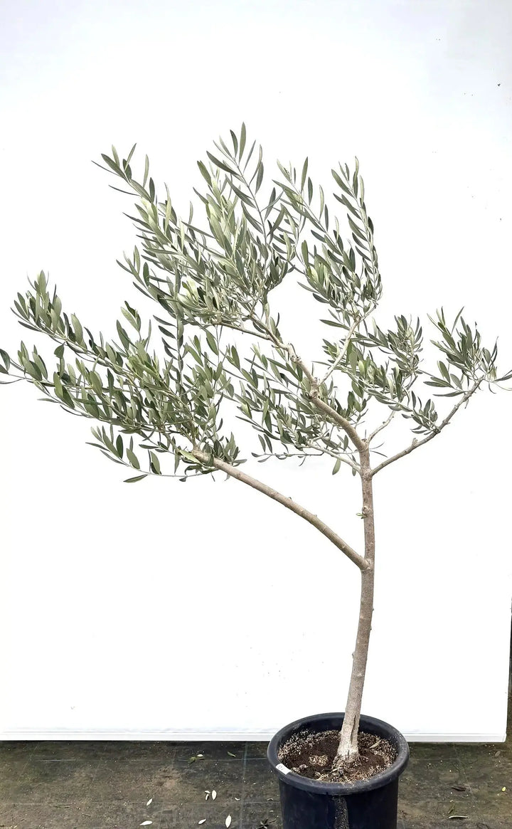 希少・直立型】ブラックイタリアン（オリーブの木）〈オイル向き