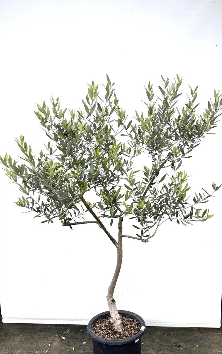 K-68-1_0ac56568-016d-405d-adcb