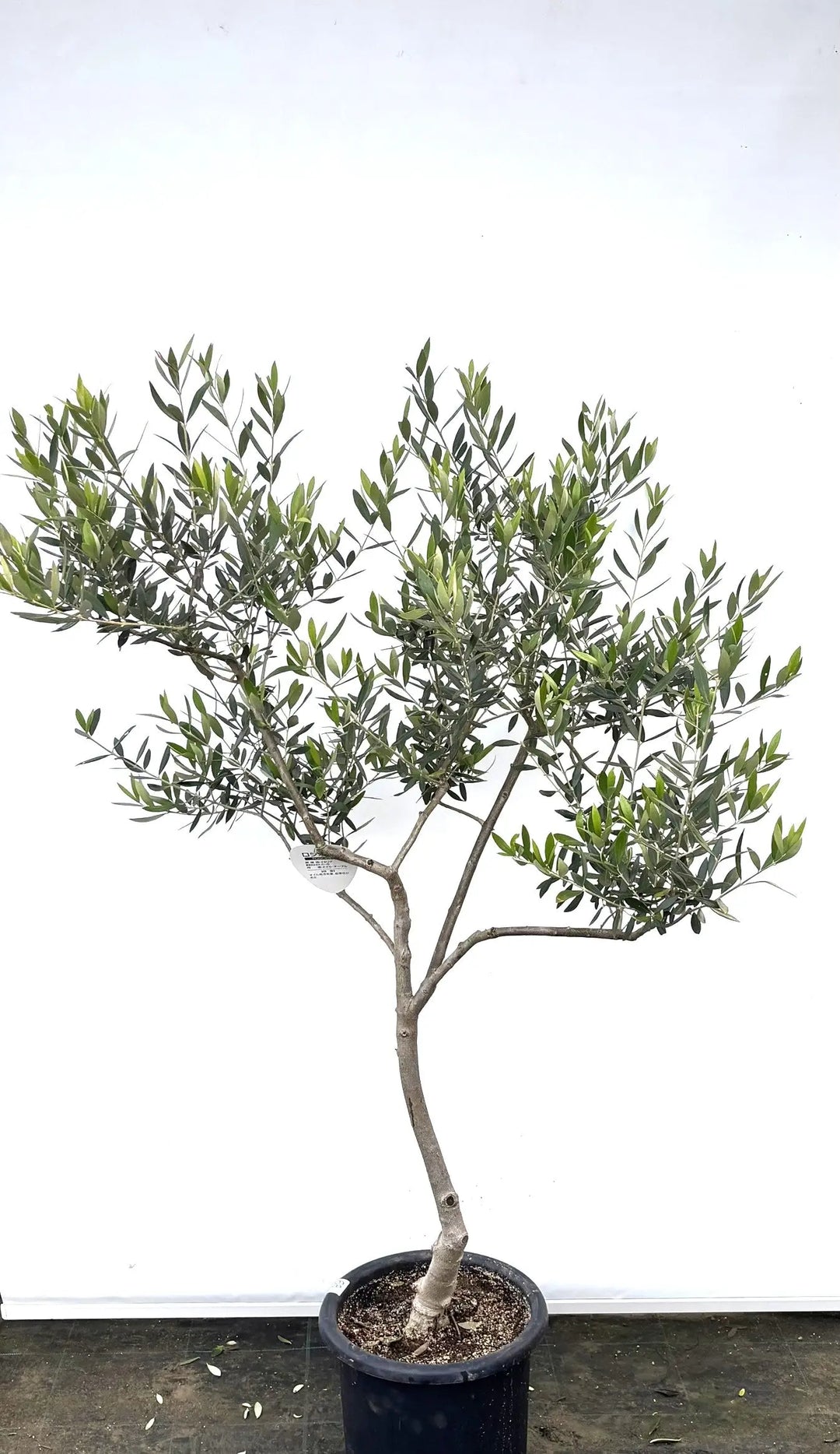 ロシオーラ Lサイズ 約180cm K-68 オリーブの木 - 株式会社鶴亀園