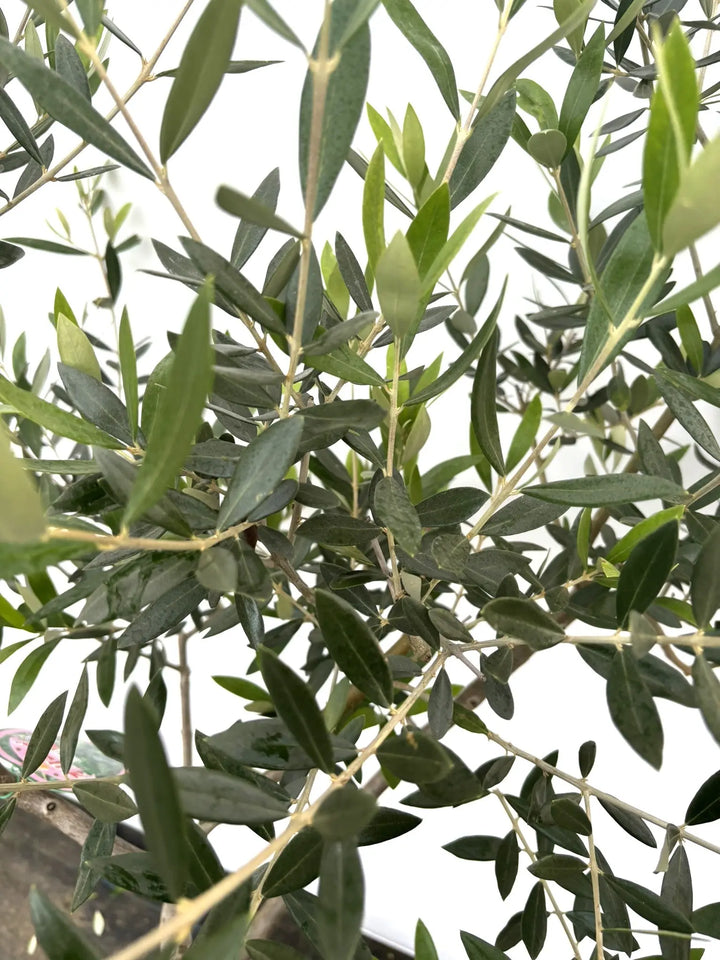 ロシオーラ Lサイズ 約180cm K-68 オリーブの木 - 株式会社鶴亀園