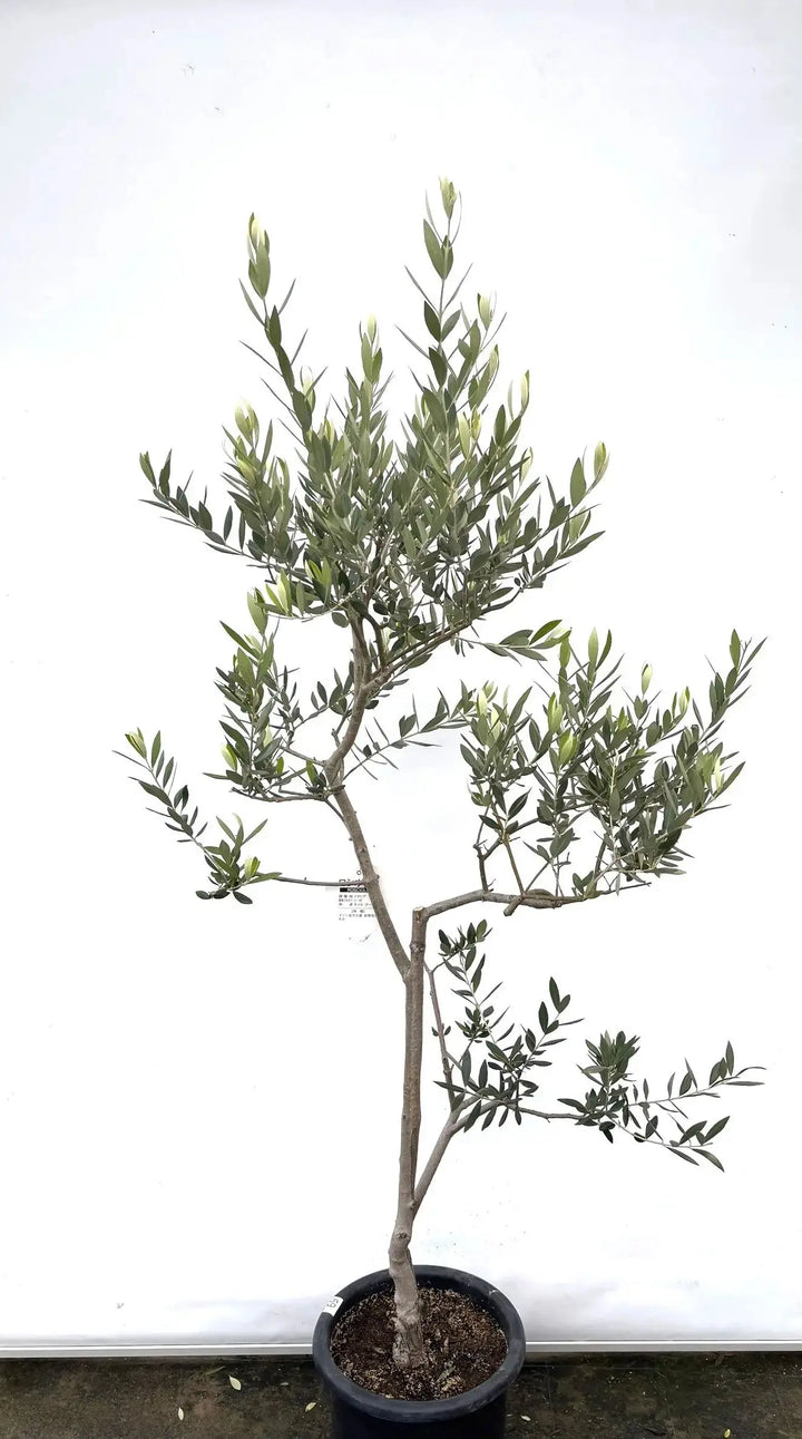 ロシオーラ Lサイズ 約180cm K-69 オリーブの木 - 株式会社鶴亀園