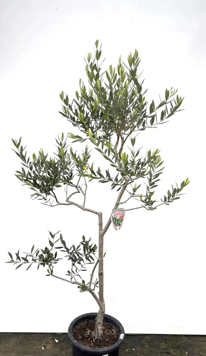 ロシオーラ Lサイズ 約180cm K-69 オリーブの木 - 株式会社鶴亀園