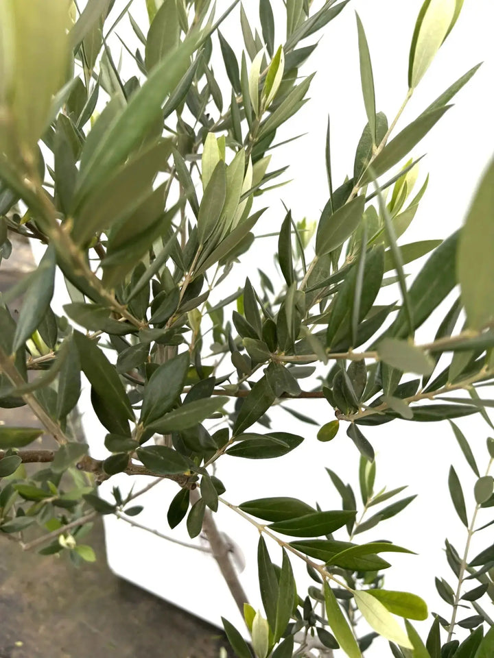 ロシオーラ Lサイズ 約180cm K-69 オリーブの木 - 株式会社鶴亀園