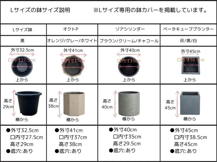 NEWコレッジョラ（オリーブの木）｜Mサイズ｜K-320｜約130cm｜耐寒