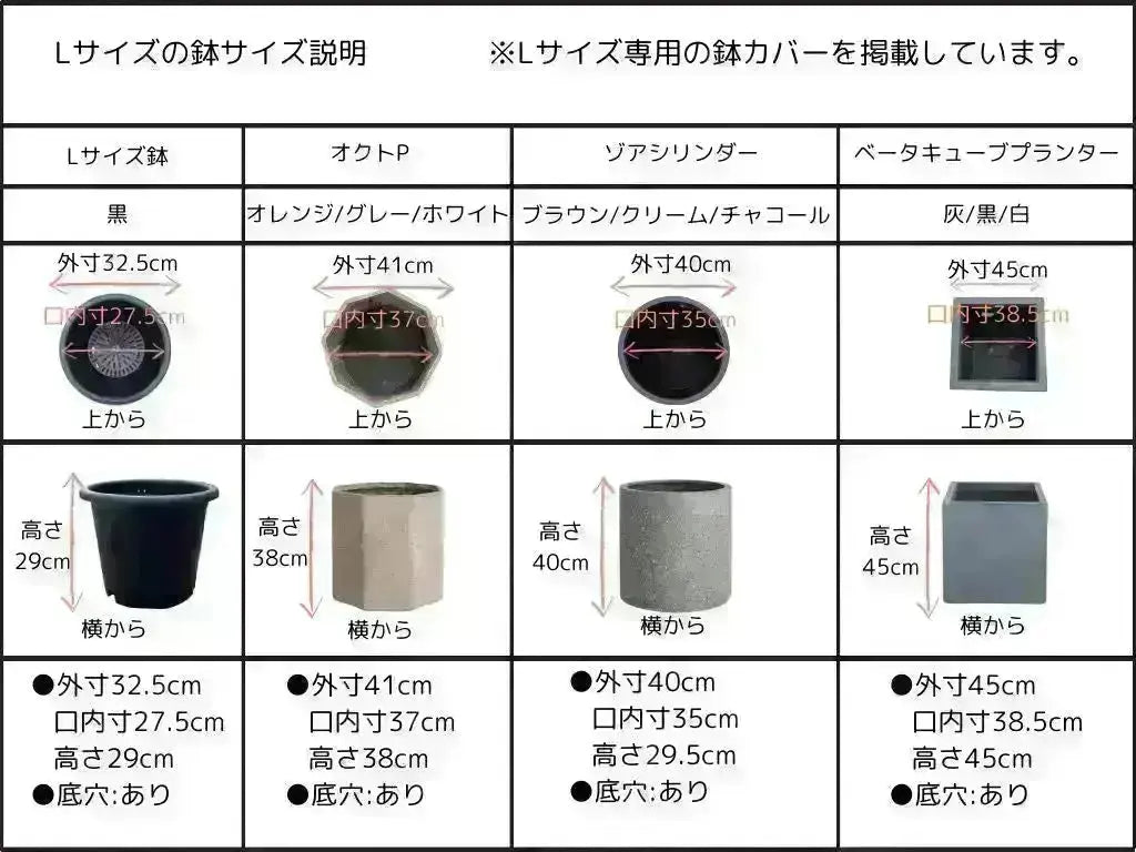 ルッカ　Lサイズ　約200cm　K-177　オリーブの木　人気品種 株式会社鶴亀園