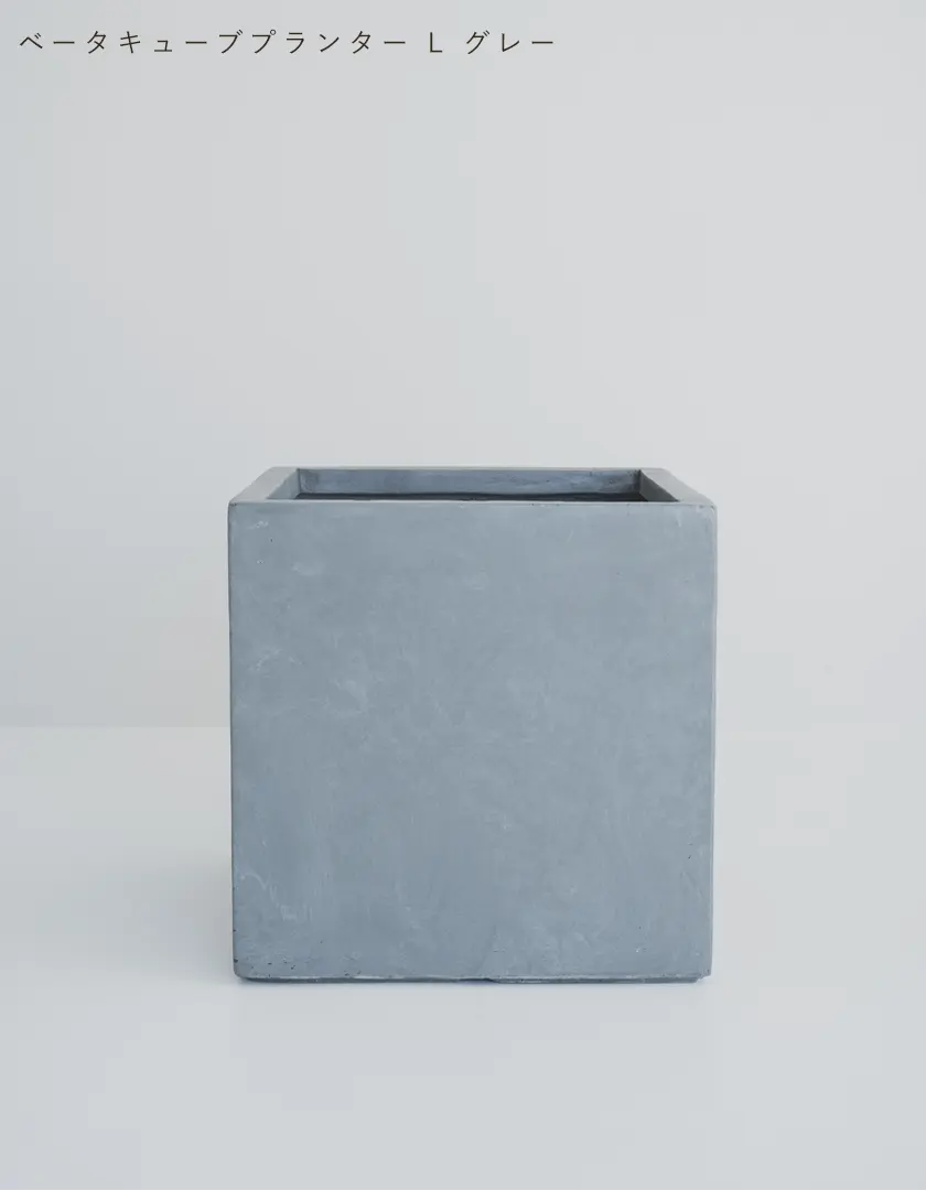 オリーブの木（全商品）｜写真の木をそのままお届け［現品販売］｜鶴亀