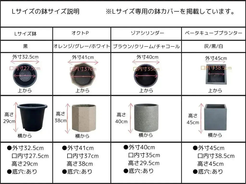 ハーディーズマンモス Lサイズ 約150cm K-78 オリーブの木 希少品種