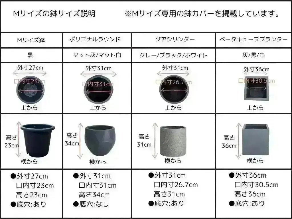 NEWコラチナ（オリーブの木）｜Mサイズ｜NO.10669｜約140cm｜人気