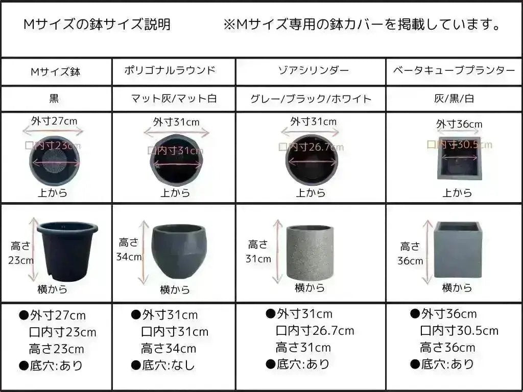 希少・柳型】マウリーノ（オリーブの木）〈シンボル向き