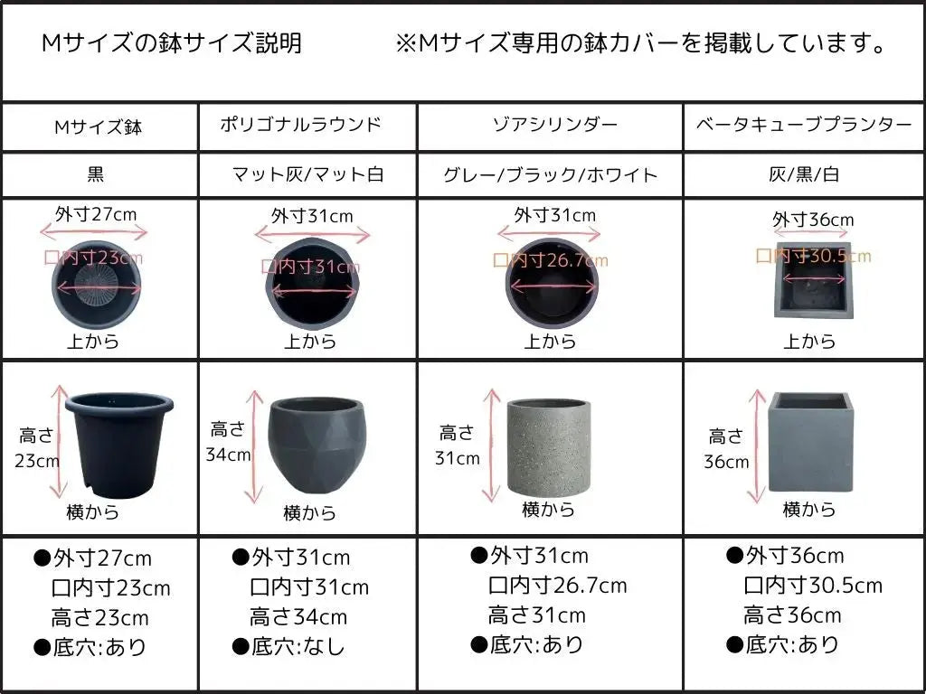 【寒さに強い・開帳型】コレッジョラ（オリーブの木）〈病害虫に強い〉｜130cm｜Mサイズ｜No.10570 株式会社鶴亀園