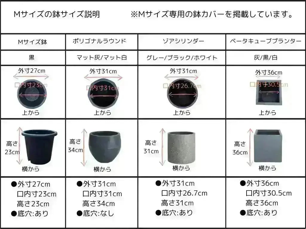 NEW【初心者向き・直立型】ひなかぜ（オリーブの木）〈目隠し〉｜約130cm｜Sサイズ｜K-201 株式会社鶴亀園