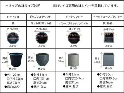 NEW【初心者向き・直立型】ひなかぜ（オリーブの木）〈目隠し〉｜約130cm｜Sサイズ｜K-201 株式会社鶴亀園